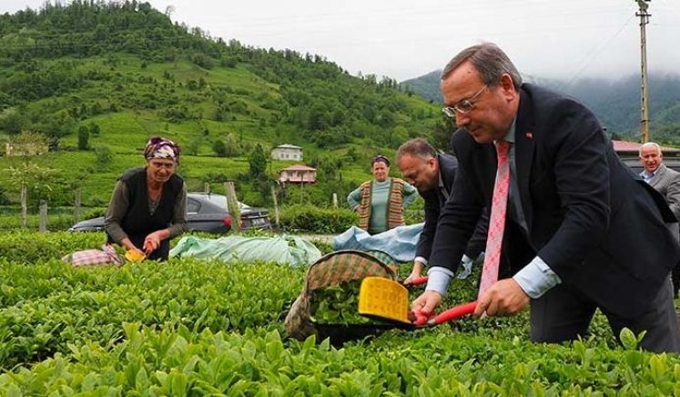 ÇAYKUR, 3 MAYIS’ TA ÇAY SEZONUNU AÇIYOR