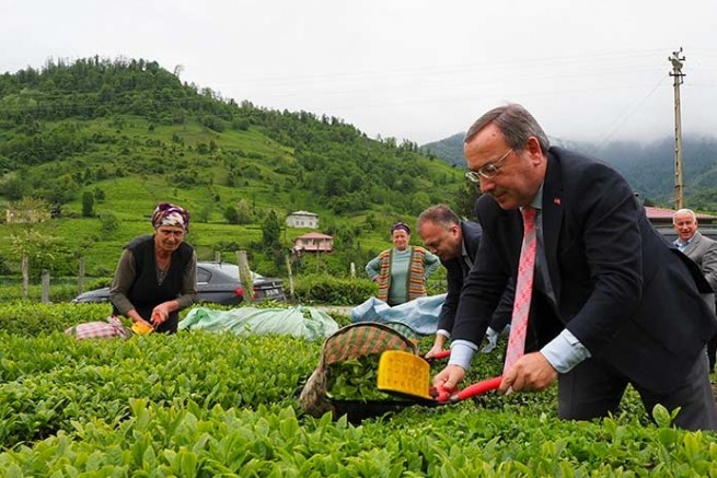 2024 YILI YAŞ ÇAY SEZONU YARIN AÇILIYOR